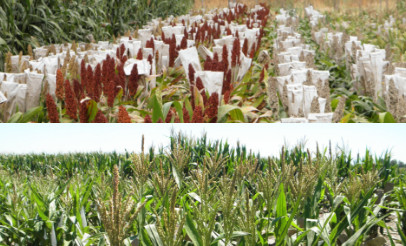 investigacion y-desarrollo.jpeg